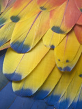 Scarlet Macaw Feather Detail  Chichicastenango  Western Highlands  Guatemala