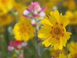 Close-Up of Crown Tickseed  Texas  Usa