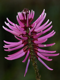 Amazon Flower  Napo River Bordering Yasuni National Park  Amazon Rainforest  Ecuador