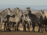 Common Zebra Herd at Water Hole  Masai Mara Game Reserve  Kenya
