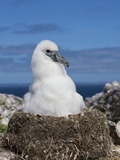 Shy Albatross Chick  Bass Strait  Tasmania  Australia