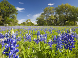 Field of Texas Bluebonnets and Oak Trees  Texas Hill Country  Usa