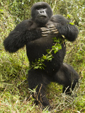 Mountain Gorillas Blackback Beating His Chest  Volcanoes National Park  Rwanda