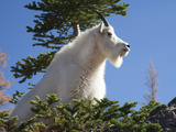 Mountain Goat  Alpine Lakes Wilderness  Washington  Usa