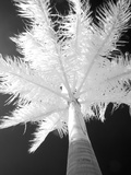 Infrared Landscape  Molokai  Hawaii  Usa