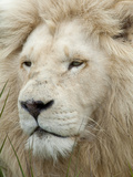 African Lion  Inkwenkwezi Private Game Reserve  East London  South Africa