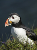 Puffin  Staffa  Off Isle of Mull  Scotland