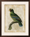 Antiquarian Birds VI