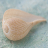 Soft Light Shells I