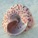 Soft Light Shells IV