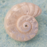 Soft Light Shells II