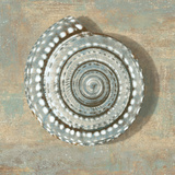 Aqua Seashell