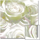 Roses  c2008