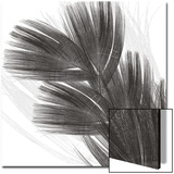 Plumes I  c2008