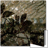 Végétaux 13  c2008