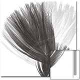 Plumes II  c2008