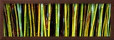 Bamboo Trees in Botanical Garden  Kanapaha Botanical Gardens  Gainesville  Alachua County  Florida