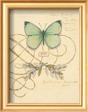 Scripted Papillon
