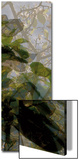 Végétaux 16  c2008