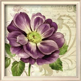 Study in Purple I