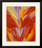 Red Canna