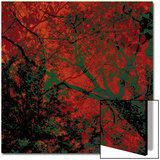 Végétaux 12  c2008