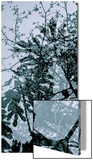 Végétaux 17  c2008