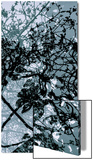 Végétaux 17  c2008