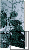 Végétaux 17  c2008