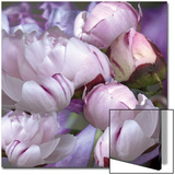 Pivoines  c2008