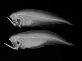 Bothid Flatfish