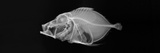 Rosy Dory