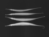 Alligator Pipefish