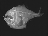 Tropical Hatchetfish