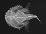Pancake Batfish