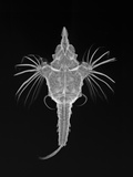 Short Dragonfish