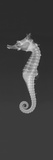 Dhiho’S Seahorse