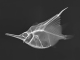 Orange Bellowfish