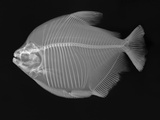Pacu