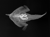 Longnose Batfish