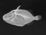 Wedge-Tail Triggerfish