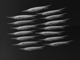 Grooved Razorfish