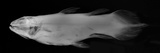 Coelacanth