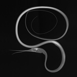 Slender Snipe Eel