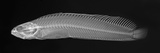 Crisscross Prickleback