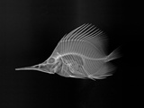 Longnose Butterflyfish