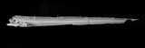 Channel Scabbardfish