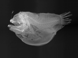 Bulbous Deep Sea Angler