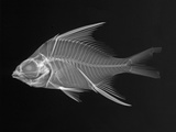 Striped Mojarra