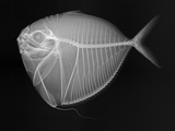 Moonfish